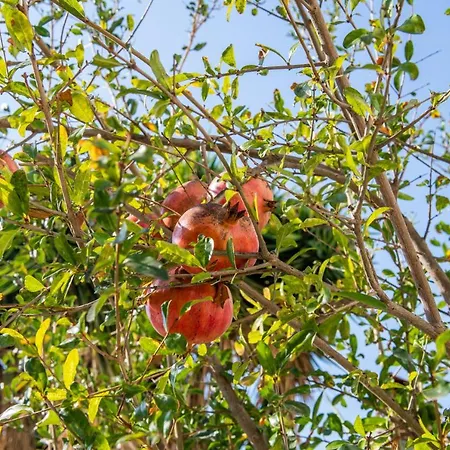 Julipapas Gardens * Pafos